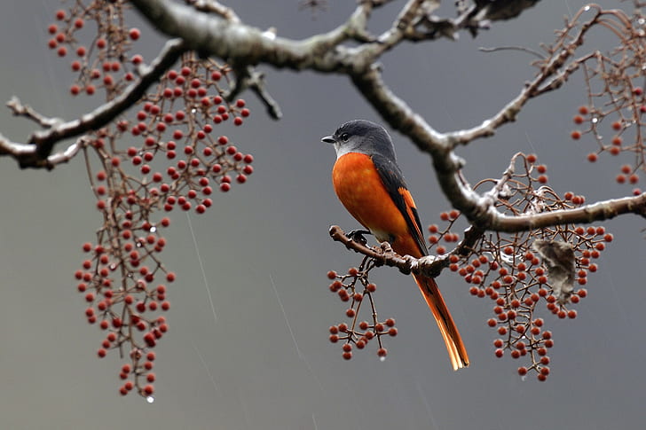 Bird on branch with barries, feathers, Berries, rain, HD wallpaper