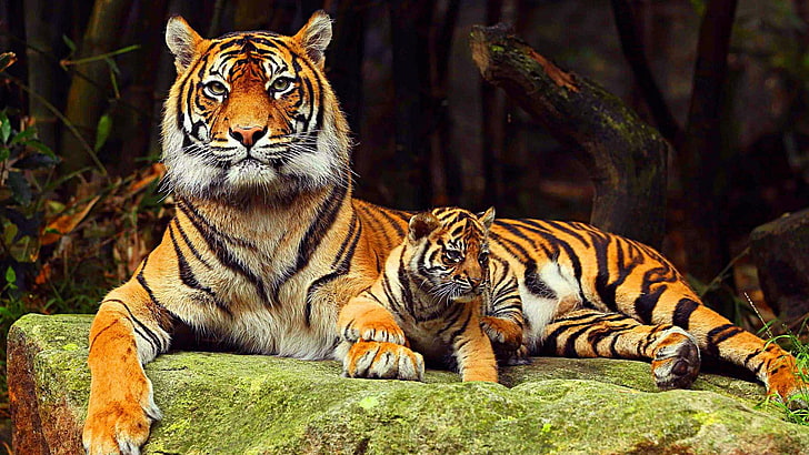 tiger, family, big cat, wildlife, HD wallpaper