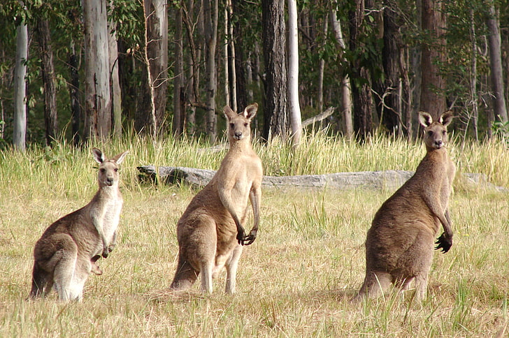 three brown kangaroos, hopping, furry, animal, wildlife, nature, HD wallpaper