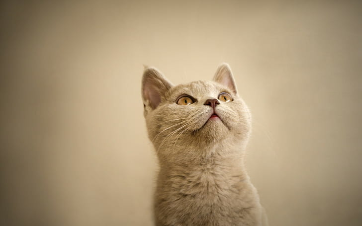 cat, HD wallpaper