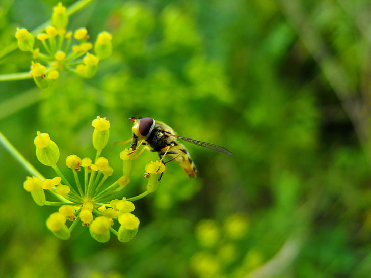 yellow Hoverfly perched on yellow flower, Germany, Deutschland, HD wallpaper
