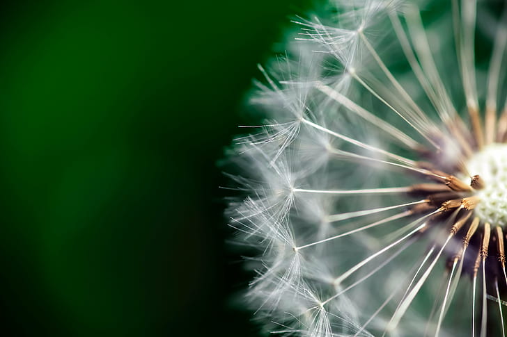 micro lens photography dandelion, Macro, clock, Nature, close-up