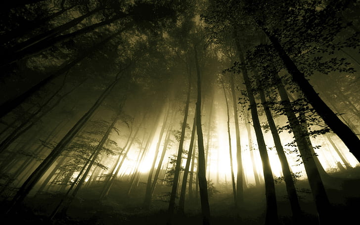 Landscapes Nature Trees Dark Forest Fog 2560×1600  Wallpaper Art Hd Wallpaper