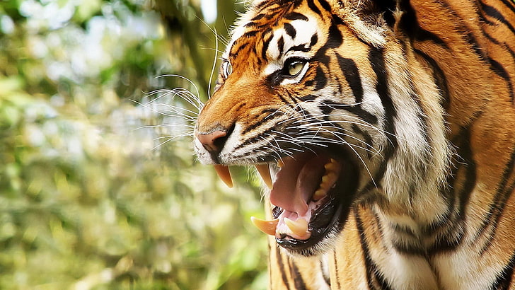HD wallpaper: tiger photo, face, teeth, anger, animal, wildlife, striped,  carnivore | Wallpaper Flare