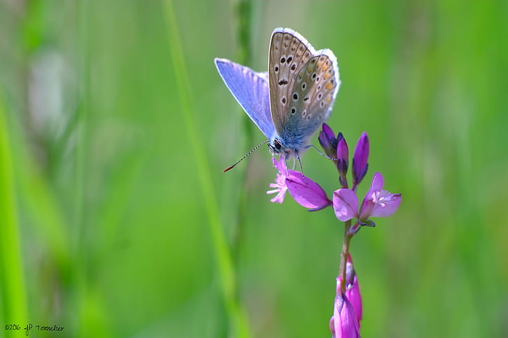 common blue butterfly perching on purple flower in close-up photography, HD wallpaper