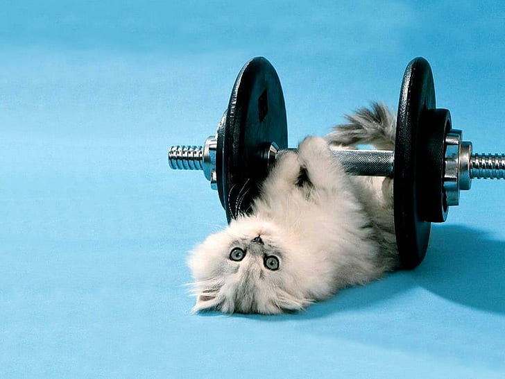 funny kitten lifting weights, HD wallpaper