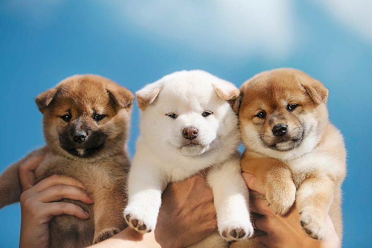 Dogs, Shiba Inu, Baby Animal, Pet, Puppy, HD wallpaper