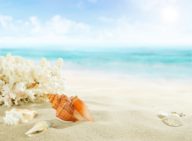 brown conch shell, sand, sea, beach, shore, summer, blue, paradise