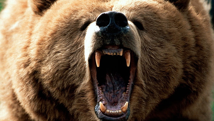 brown bear, Grizzly Bears, roar, animals, one animal, animal themes, HD wallpaper
