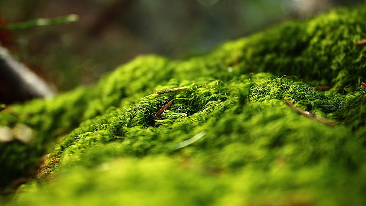 macro, moss, green color, plant, selective focus, no people