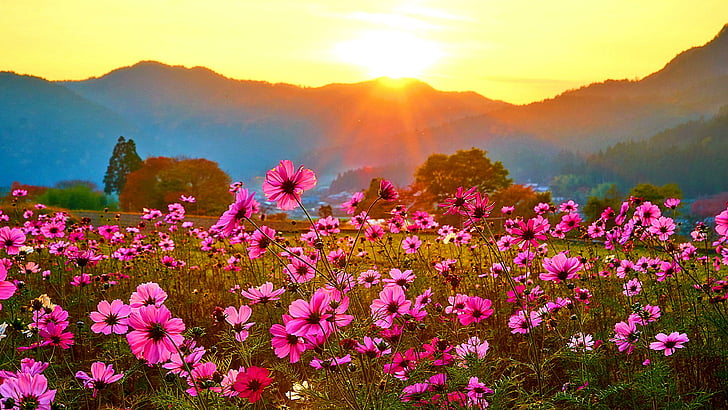 flowery field, sunset, landscape, mountains, meadow, HD wallpaper