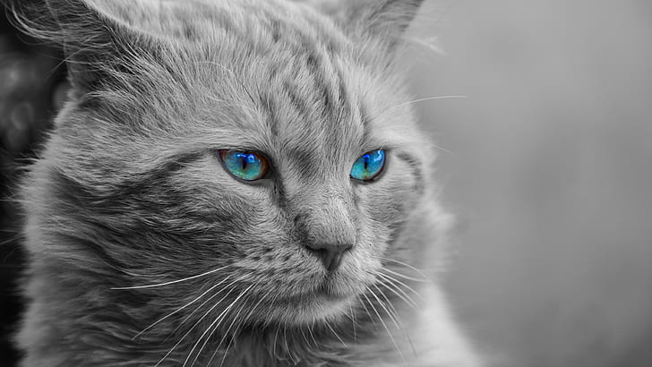 Hd Wallpaper Blue Eyes Cat Whiskers Black And White Portrait Kitten Wallpaper Flare