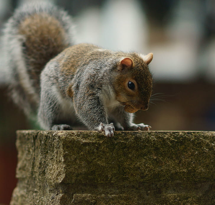 selective focus photography of gray Squirrel on concrete surface, HD wallpaper