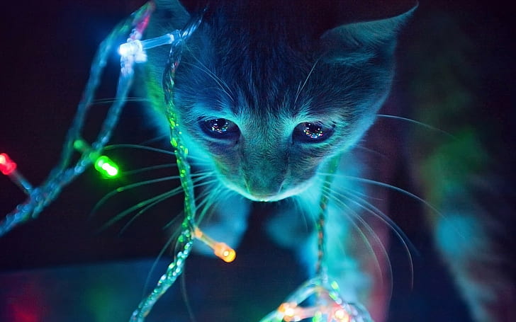 animals, cat, Christmas Lights, macro, neon, HD wallpaper