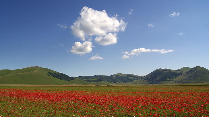 red flower field, poppies, mountains, flowers, landscape, environment, HD wallpaper