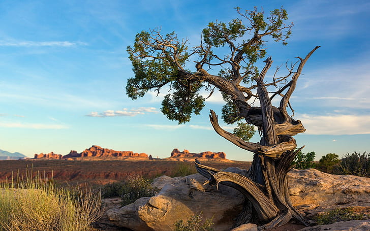 Ancient pine tree, Arches National Park, Utah, HD wallpaper
