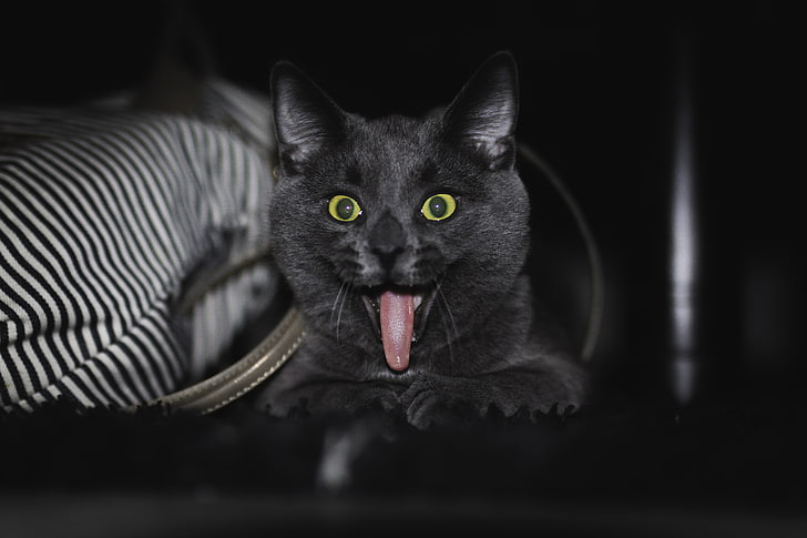 black and gray cat plush toy, Norway, Canon 70D, animal themes, HD wallpaper
