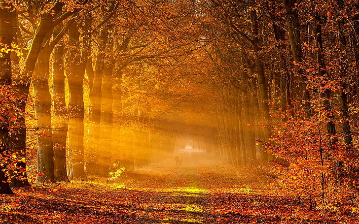 autumn, fall season, leaves, tree, HD wallpaper