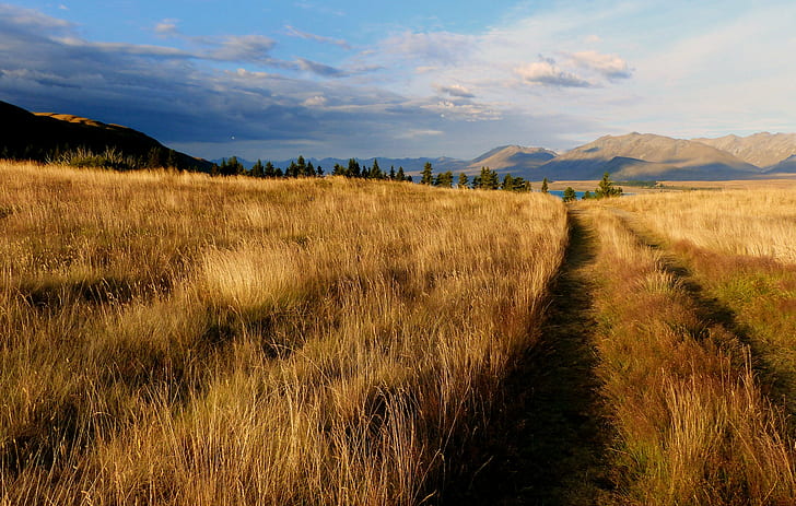 landscape photo of brown grass field, nz, nz, Open Country, scenery, HD wallpaper