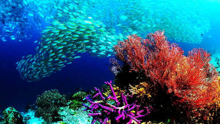 HD wallpaper: fish, fishes, nature, ocean, sea, sealife ...