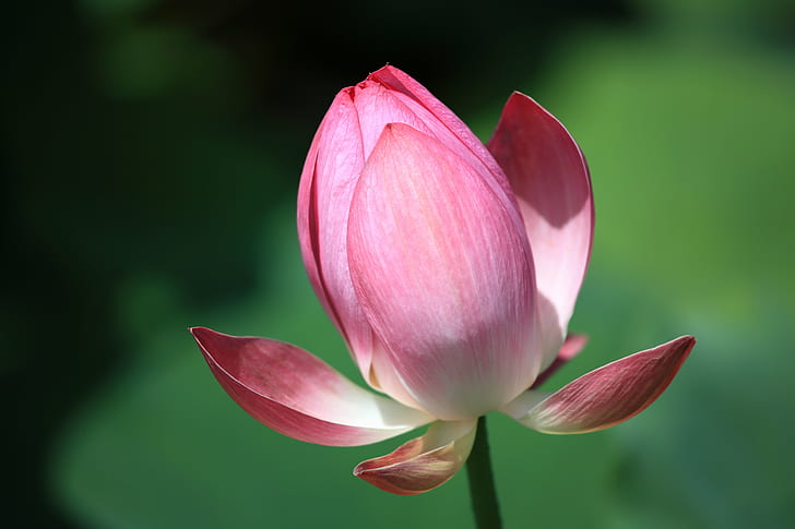pink Lotus flower in bloom at daytime, lotus, 蓮, 5D  Mark II