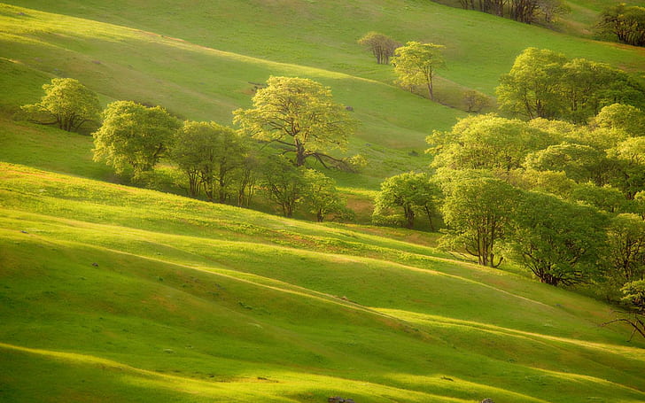 Trees Hill, landscapes, HD wallpaper
