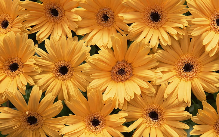 HD wallpaper: yellow daisy flowers, gerbera, sun, buds, nature, plant,  summer | Wallpaper Flare