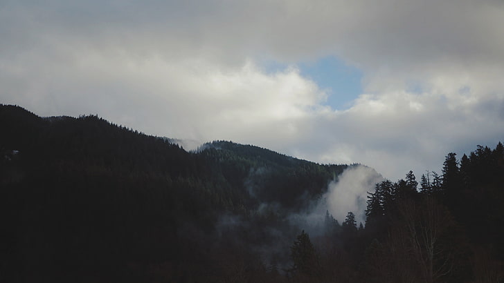 white and black fur textile, nature, trees, landscape, mountains