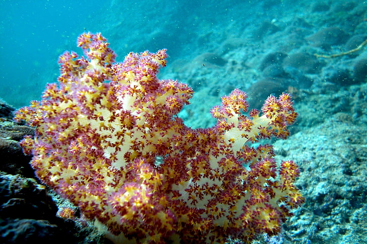 coral widescreen hd, sea life, water, undersea, underwater, HD wallpaper