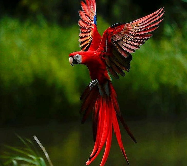 nature abstract flowers parrot, bird, animal themes, flying, HD wallpaper