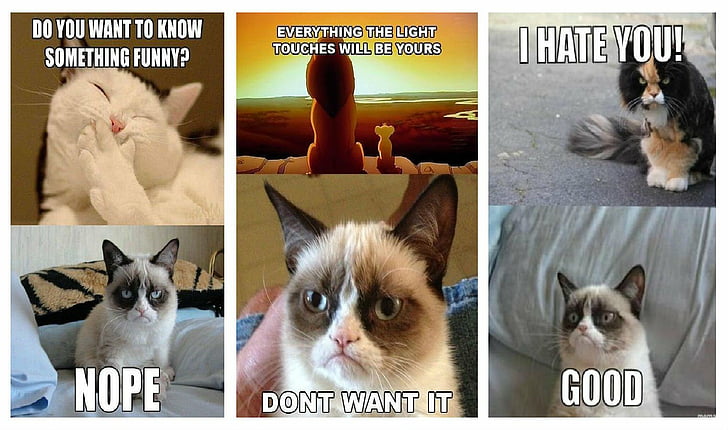 cat, funny, grumpy, humor, meme, quote