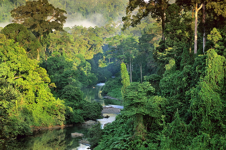 mist, Malaysia, jungle, Borneo, National Geographic, tropical forest