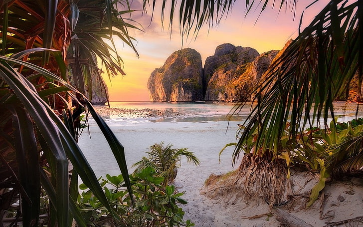 nature, landscape, beach, sunset, palm trees, shrubs, rock, HD wallpaper