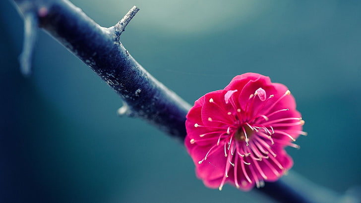 flowers, nature, blossoms, twigs, pink flowers, flowering plant