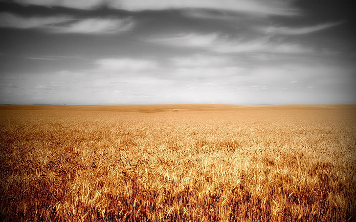 field, plants, wheat, sky, landscape, cloud - sky, agriculture