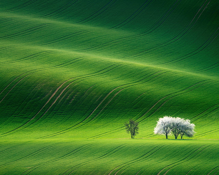 white leafed tree, Grassland, Landscape, Green, Huawei MediaPad M5 HD wallpaper