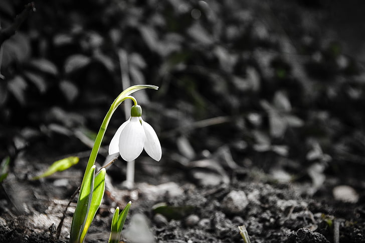 white snowdrop flower, spring, nature, plants, flowering plant, HD wallpaper
