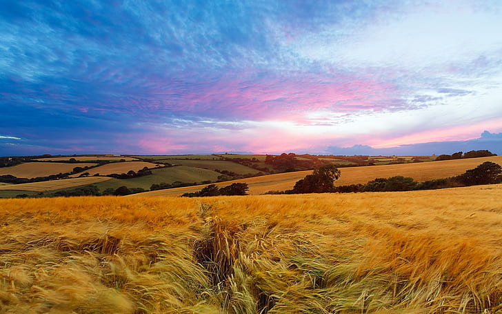 Fields, sky, summer, nature landscape, HD wallpaper