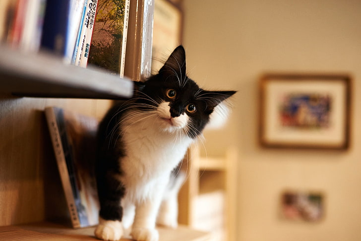 black and white cat, books, domestic, pets, domestic animals, HD wallpaper