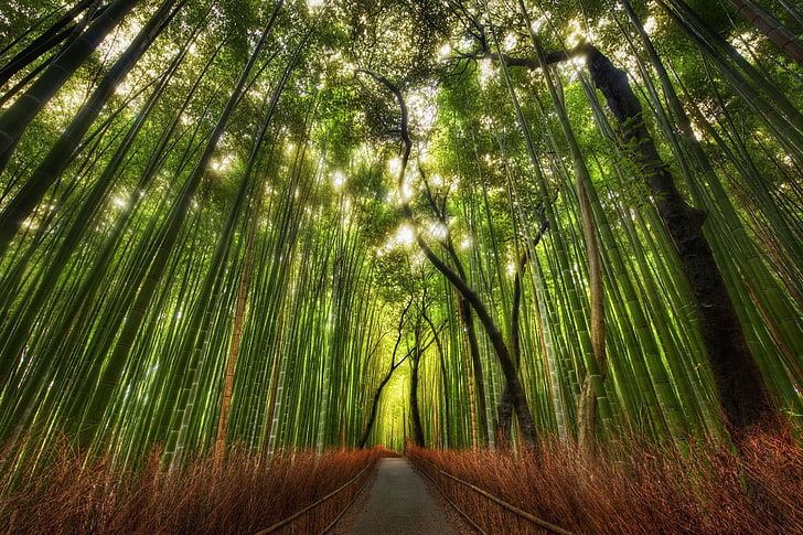 landscape, nature, bamboo, forest, trees, plant, tranquility