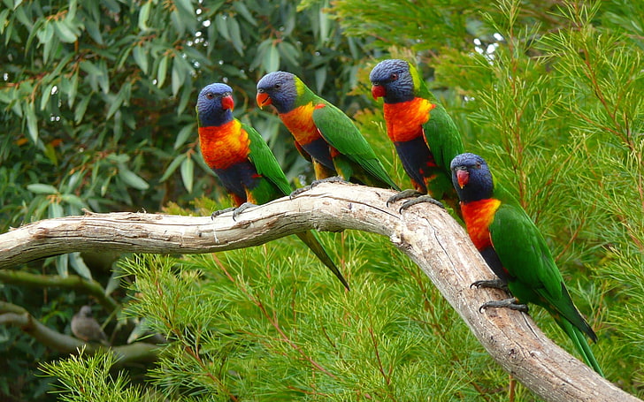 four rainbow parakeets, animals, nature, parrot, birds, lorikeet