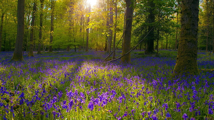 purple lavender flower field, landscape, flowers, forest, sunlight, HD wallpaper