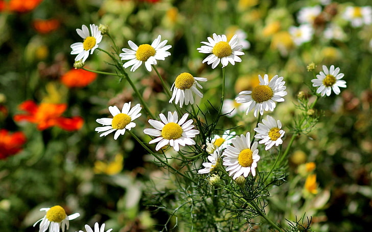 white aster flowers, nature, matricaria, daisies, flowering plant, HD wallpaper