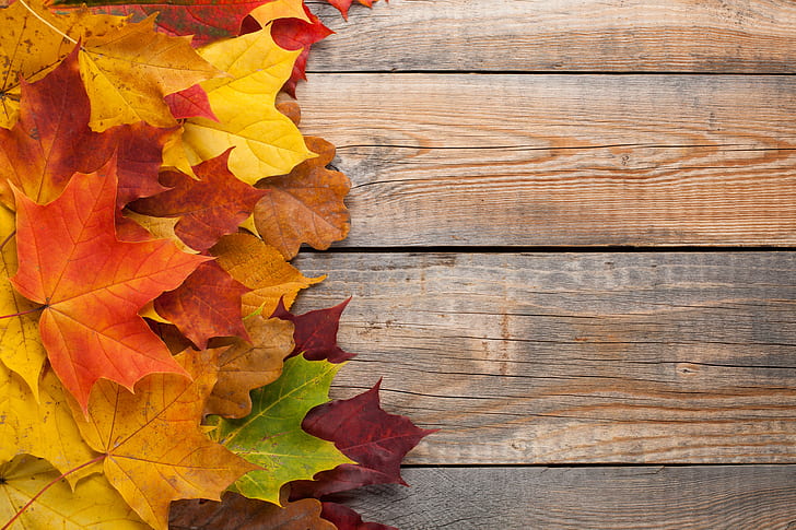 autumn, leaves, background, colorful, rainbow, maple, wood, HD wallpaper