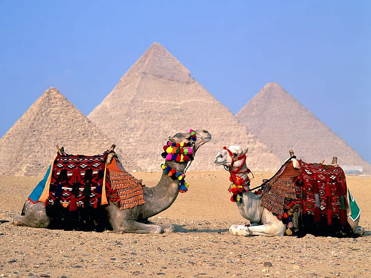 Egypt Cairo Camels HD, world, travel, travel and world, HD wallpaper