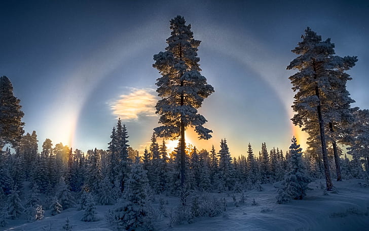 Forest, winter, snow, pine trees, sunset, HD wallpaper