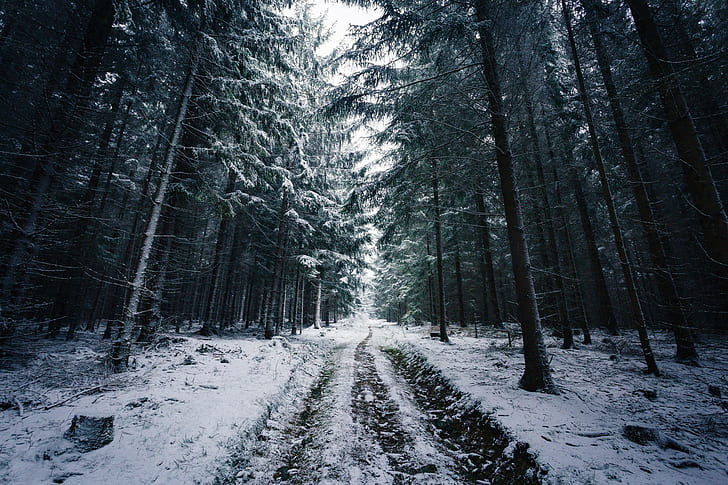 johannes hulsch forest winter snow trees road norway, cold temperature
