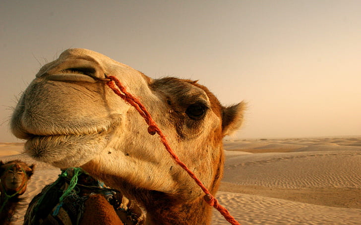 animals, camels, desert, closeup