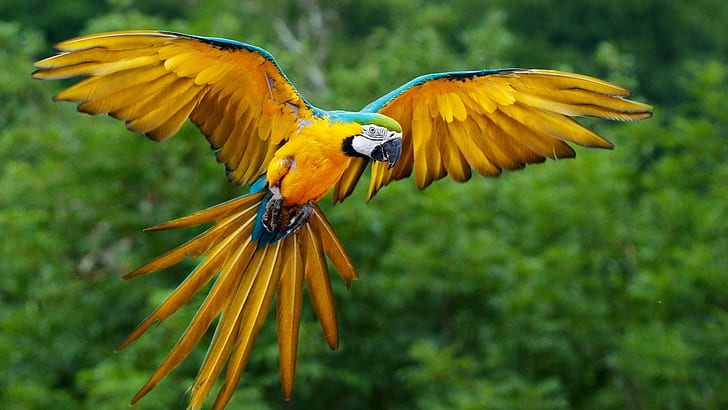 Parrot Flight, yellow and blue parrot, outside, tropical, green