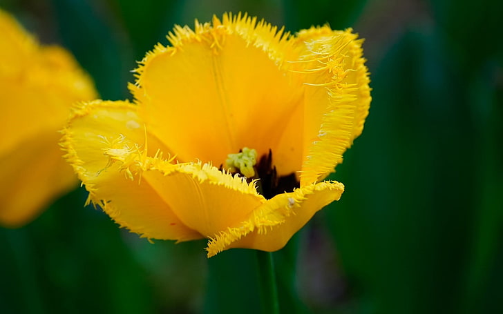 yellow petaled flower, flowers, nature, yellow flowers, flowering plant